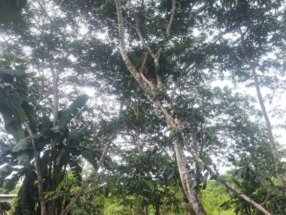 🏡 Solar de 310 m² en Venta en Lago Avanza – ¡Una excelente oportunidad para construir tu futuro!
