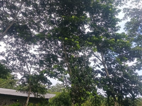 🏡 Solar de 310 m² en Venta en Lago Avanza – ¡Una excelente oportunidad para construir tu futuro!